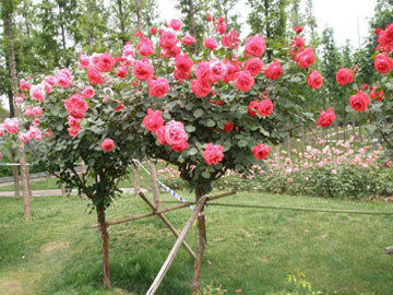 不同颜色玫瑰花的花语是什么？