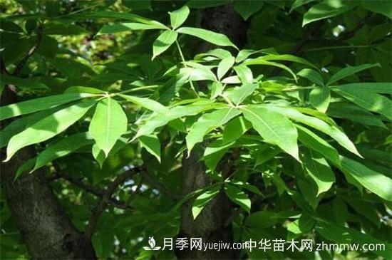 西峡七叶树怎么养(图1)