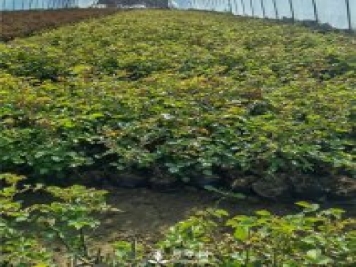 各类盆栽月季上市，南阳杯苗基地全国批发中