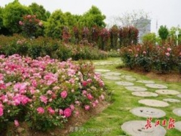武汉满街月季开放，近百座公园进入盛花期