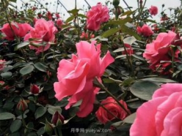 北京街头万千姿态的月季花，你喜欢哪一个