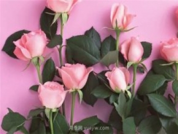 从1-9394朵玫瑰花语加图片，送花原来这么多讲究!