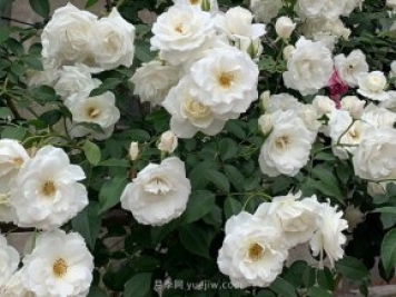 世界上Zui受欢迎的纯白色藤本月季花—藤冰山