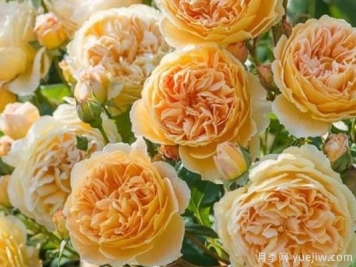 大花香水月季的养护方法，分享10种花香飘满屋