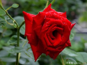 2023年情人节十大玫瑰品种销量榜，卡罗拉位居首位