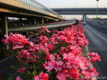 30万株新品种，杭州高架月季会带来什么样的惊喜？