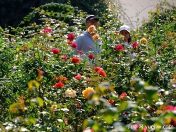 南宁花卉公园3万株月季入盛花期，市民闻香而来