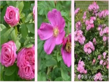 轻松区分月季、玫瑰和蔷薇ROSE三姐妹，不再迷茫于爱情花海