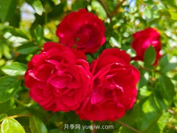 月季红木香爆花机器，花艳丽花量大花期长
