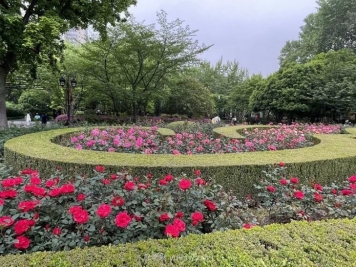 上海复兴公园月季园，月季花开献给市民的视觉盛宴