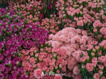 中国6大花市，全国花卉批发市场介绍