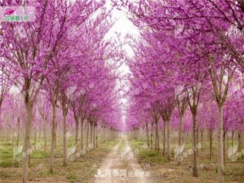 四季春1号，河南鄢陵巨紫荆树为北方城市添彩